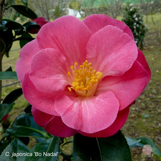 C.japonica Bo Nada
