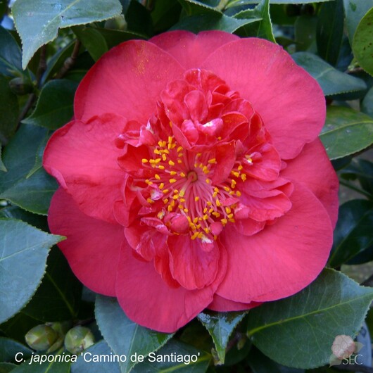 c.japonica Camino Santiago