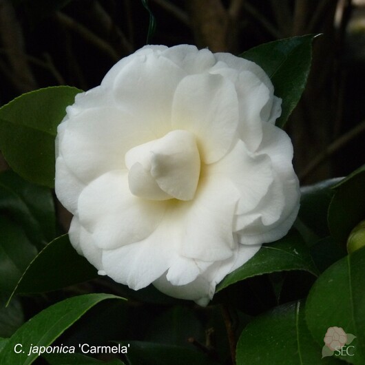 C.japonica Carmela