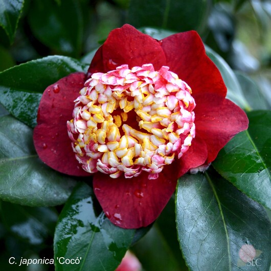 C.japonica Cocó