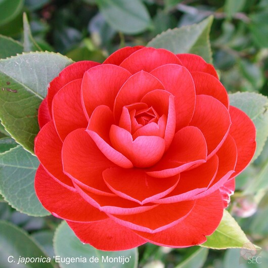 C.japonica Eugenia de Montijo
