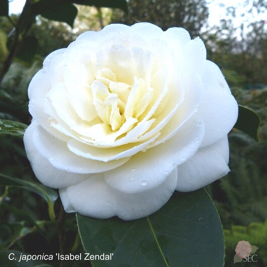 C.japonica Isabel Zendal