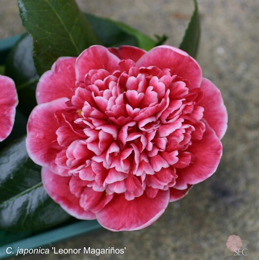 C.japonica Leonor Magariñosr