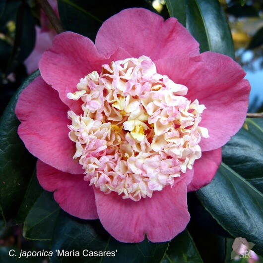 C.japonica Maria Casares