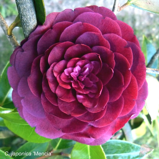 C.japonica Mencía