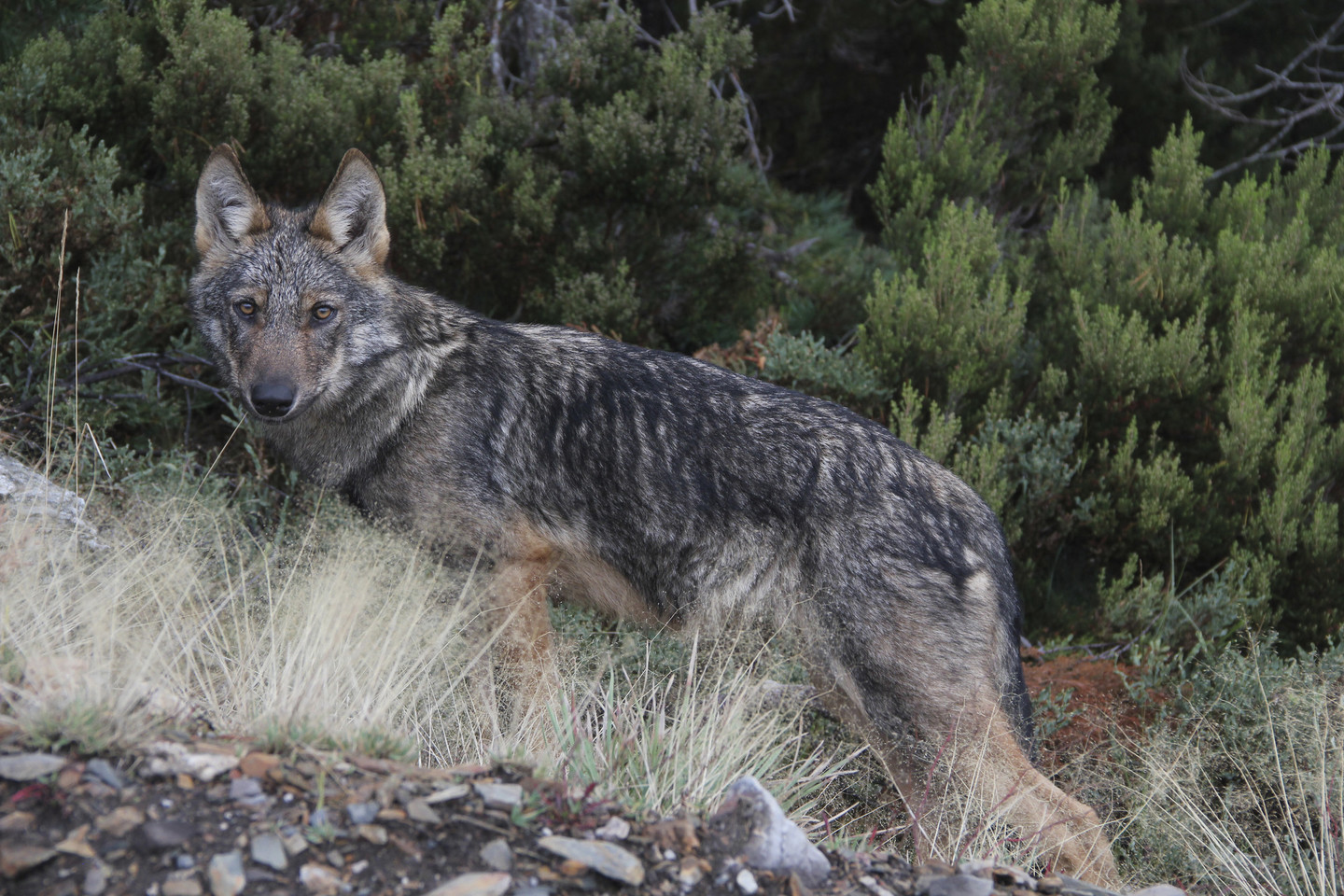 Exemplar de lobo avistado no Parque Natural do Invernadeiro