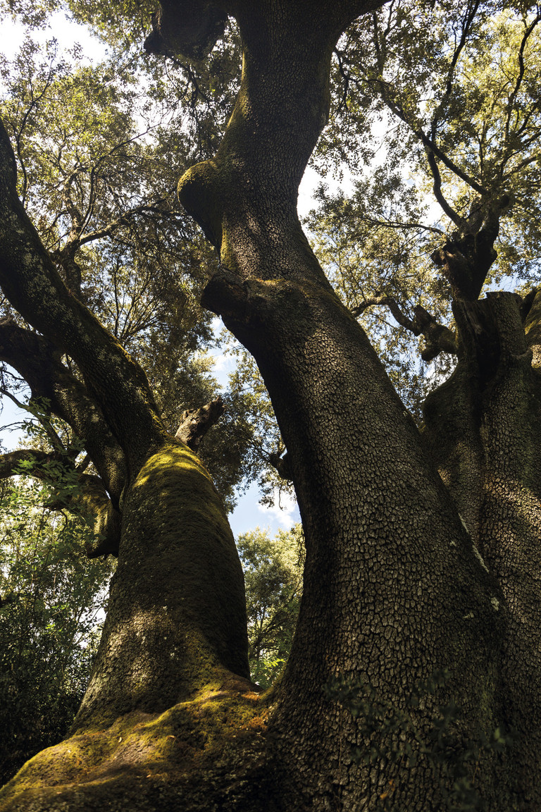 Unique tree