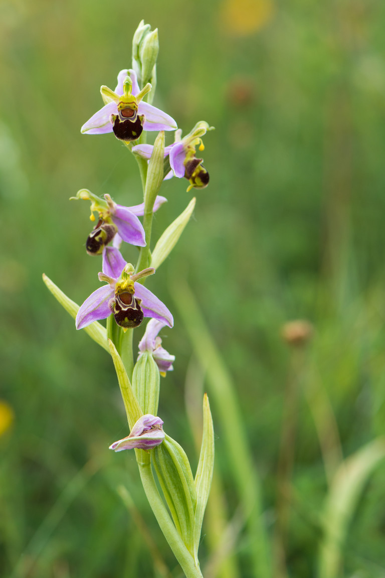 La orquídea