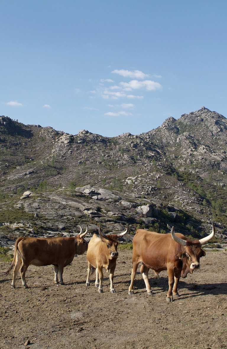 A fauna de O Xurés