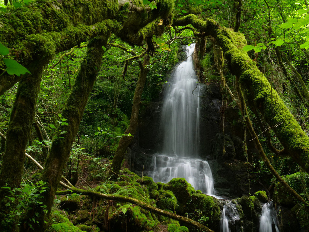 Entre bosques