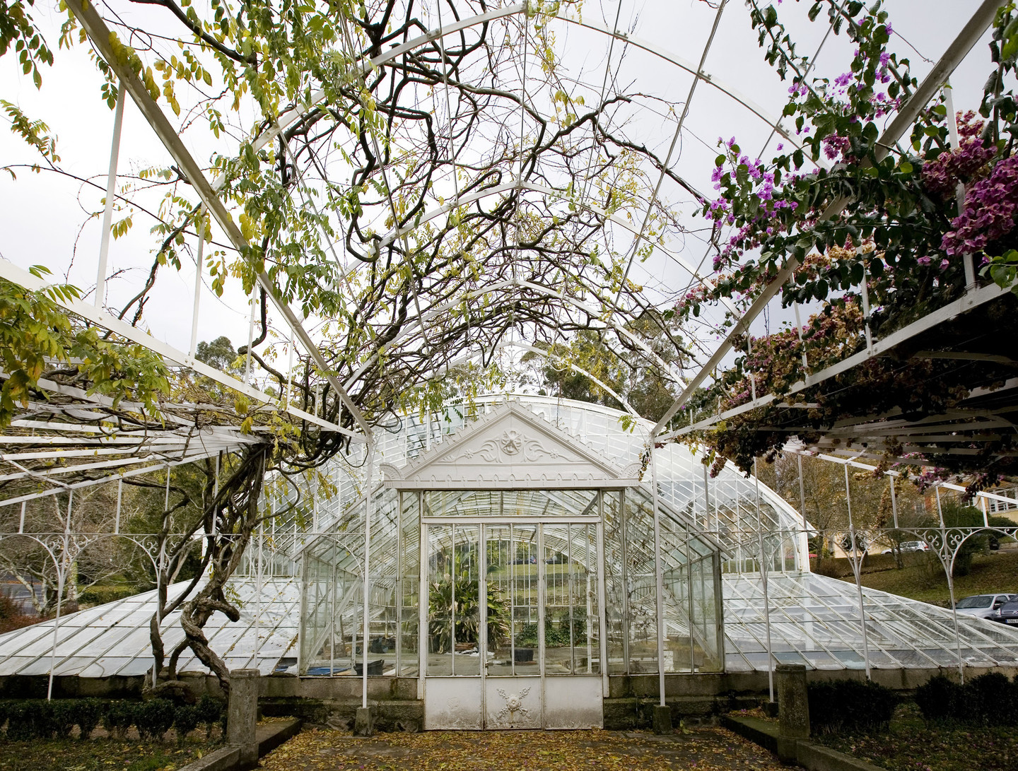 Camelias gigantes en flor en los jardines del Pazo de Lourizán