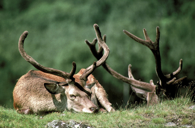 La fauna y flora